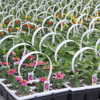 306 Pack with Handle - 18 plants